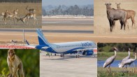 Noida airport and wild animals