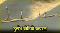 Snake viral video