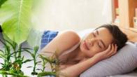 plant-dream-meaning-dream-interpretation