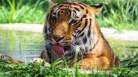 Tiger Attack