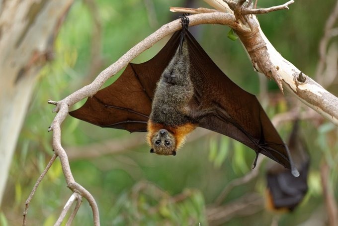 Nipah Virus