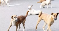 Stray Dog | Supreme Court | Delhi NCR