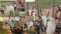 CHOORIYA CHALI GAON1