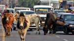 Chhattisgarh News (4)