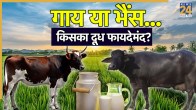 milk benefits