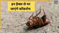 Cockroach