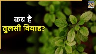 Tulsi Vivah 2025