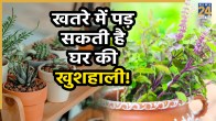 bad-plants-near-tulsi