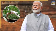 Drumstick leaves health benefits
