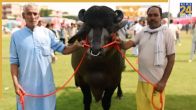 Meerut Kisan Mela, Kisan Mela, MLA, Champion, Haryana, Winner, Protein, Animal Husbandry, मेरठ किसान मेला, किसान मेला, विधायक, चेम्पियन, विजेता, प्रोटीन, पशुपालक, हरियाणा