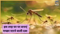 Natural Mosquito Killer