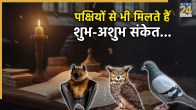 Birds Auspicious-Inauspicious Signs