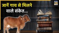 Cow Auspicious Inauspicious Signs