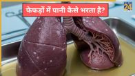 Fefdo Me Pani