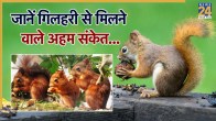Gilhari Shubh Ashubh Signs