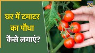 How to grow tomato plants at home