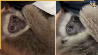 Silvery Gibbon | Animal Trafficking | Mumbai Airport