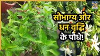 agahan-maas-holy-plant