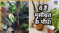 toxic-plant-near-home