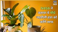 Air Purifying Plants