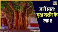 Auspicious-Morning-Tree