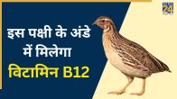 Bater Egg Ke Fayde