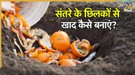 Orange Peel For Plants