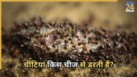 Paudhe Mein Chiti Hona