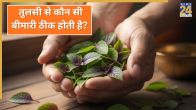 Tulsi Benefits