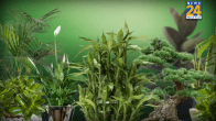 plant-vastu-tips