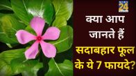 Sadabahar Phool