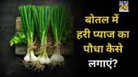 Green Onions Plant
