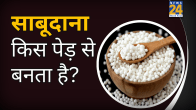 How Sabudana Is Made