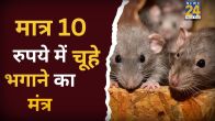 What Kills Rats Immediately