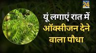 24 Ghanta Oxygen Dene Wala Paudha