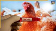 Bird Flu