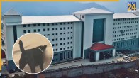 Stray Dog Seen Carrying Severed Human Leg at Shimla Hospital