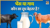 Cow vs Buffalo Milk