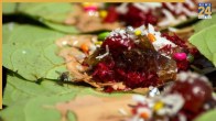 Paan For Diabetes Patient