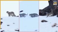 Snow Leopard Video Viral