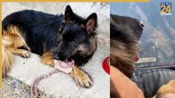 Army dog Tyson