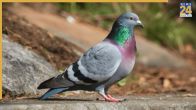 Apartment Balcony Pigeon Keep Away