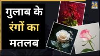Rose colours meaning
