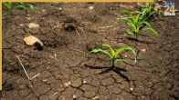 Soil Needs Help More