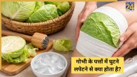 Cabbage Pain Relief