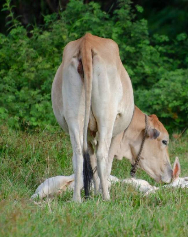 क्यों है यह अमृत समान? क्यों है यह अमृत समान?