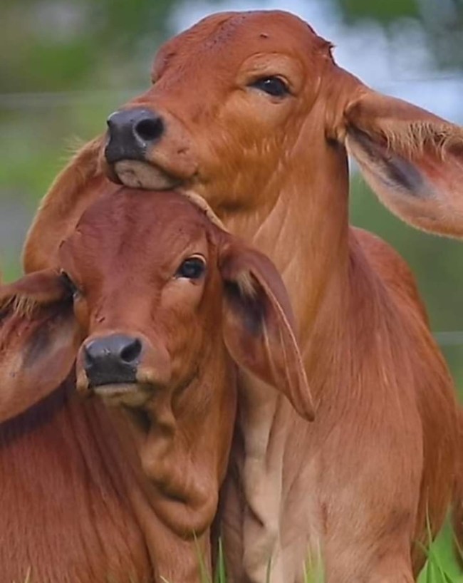 गाय के यूरिन में सोना? 