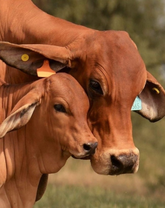 कितनी मात्रा में मिलता है गोल्ड?