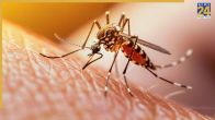 Mosquitoes Home Remedies
