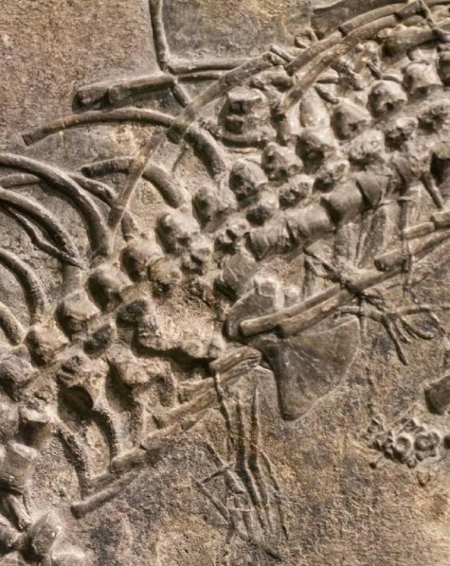 क्या मछली जैसा दिखने वाला यह जीव डॉल्फिन था?